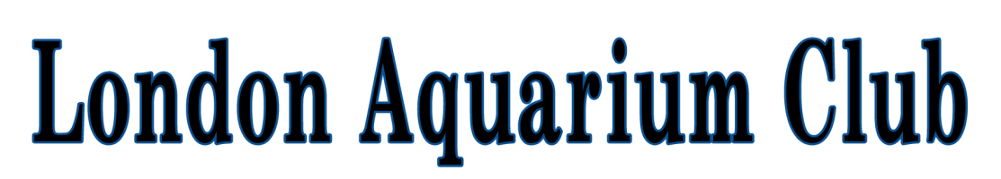 London Aquarium Club